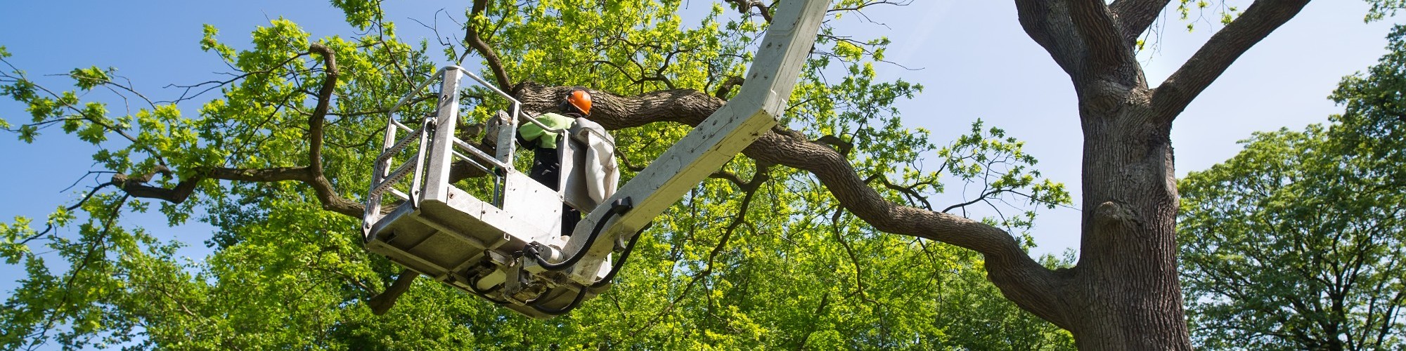 Tree Removal