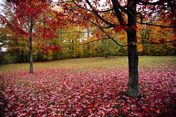 Leaves Fallen by Trees, Leaf Removal & Aeration Services in Ellenwood, GA Leaves Fallen by Trees, Leaf Removal & Aeration Services in Ellenwood, GA